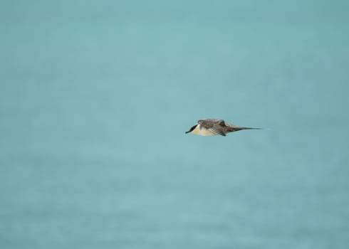 Fourth summer Long-tailed Skua in Flight