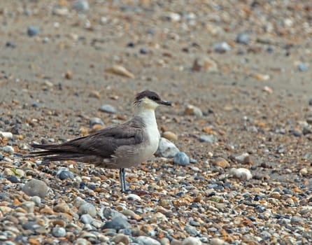 Fourth summer Long-tailed Skua on seashore