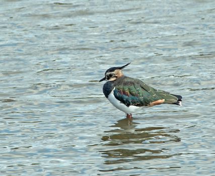 Northern Lapwing showing iridescent plumage