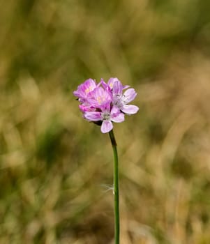 Pink flower head of wild Sea Thrift