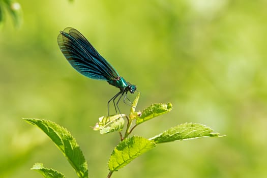Iridescent green Male Banded Demoiselle