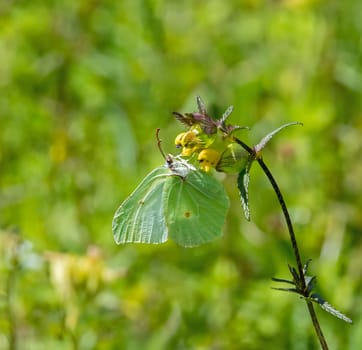 Brimstone Butterfly on Yellow Rattle
