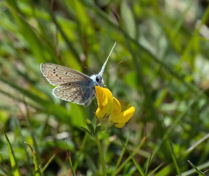 Common Blue Butterfly on yellow flower