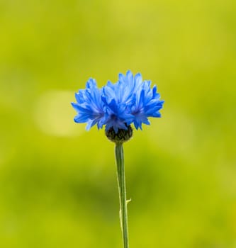 Blue Cornflower against green grass background