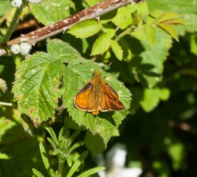 Large Skipper butterfly on bramble leaf