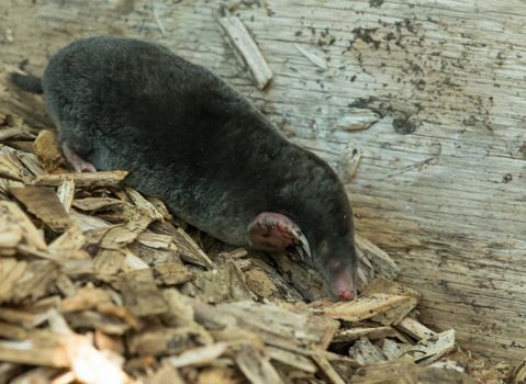 Mole above ground on woodpile