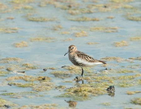 Small wading or shorebird Dunlin