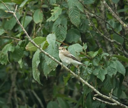 Female Pied Flycatcher near Beachy Head at start of autumn migration south.