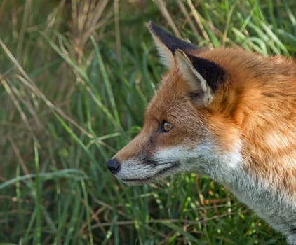 Profile head shot of adult Red Fox