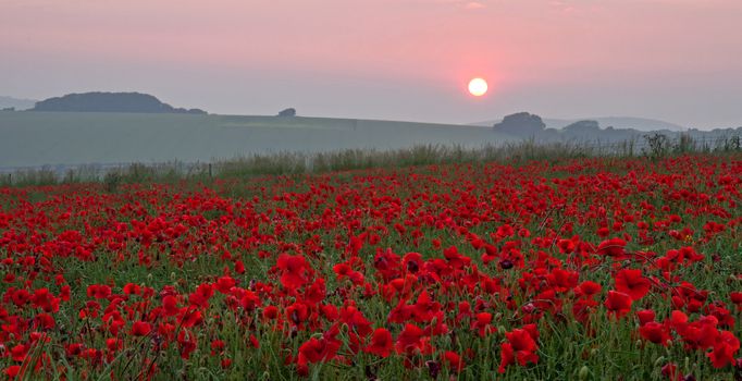 A field of poppies at Sunset. A commemoration of the thousands who died during the First World War.
"At the going down of the sun...we will remember them."