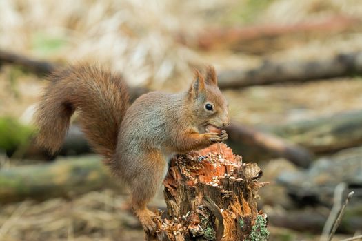 Red Squirrel with Hazel Nut in Norwegian woodland