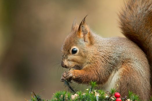 Red Squirrel with wet ears eating hazel nut in Norwegian woodland.