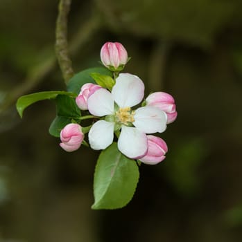 Pink and white Apple blossom in Springtime
