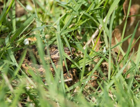 Small venomous snake female Adder or Viper concealed in long grass.