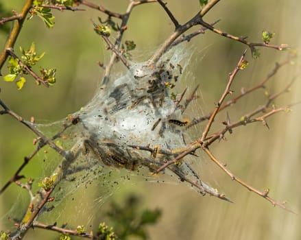 Caterpillar larvae and nest of Brown-tail Moth
