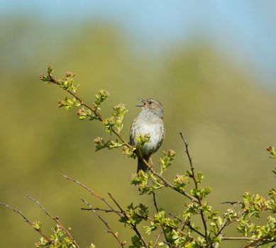 Small bird Dunnock singing from shrub.