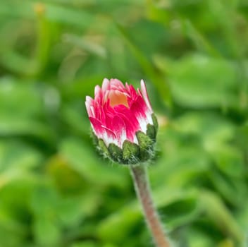 Flower bud of Common Daisy showing red underside of petals.