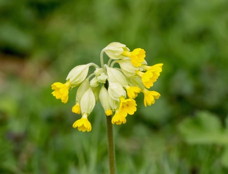 Yellow flowers of wild plant Common Cowslip