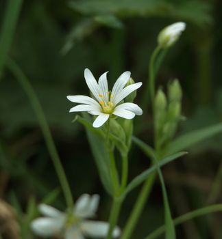 Wild flower Greater Stitchwort in English woodland