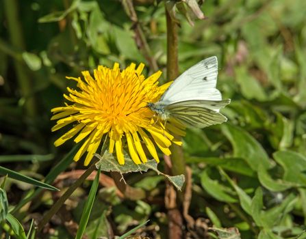 Green-veined White Butterfly nectaring on Dandelion