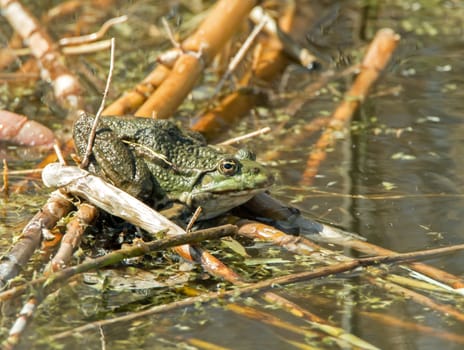 Marsh Frog resting on reeds in water