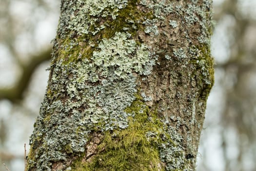 Lichen and moss growing on tree in English woodland.