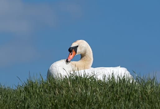 Adult male mute Swan on riverbank