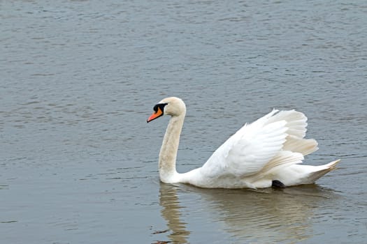 Adult Mute Swan, gliding on river with wings slightly spread.