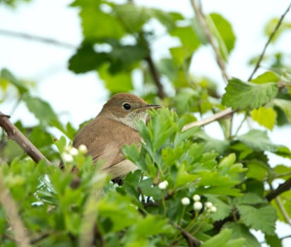 Nightingale partly concealed in tree