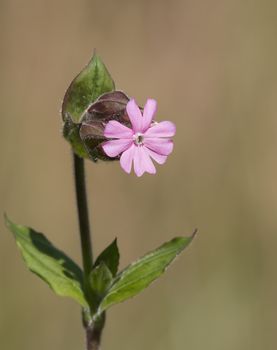 Wild flower Red Campion