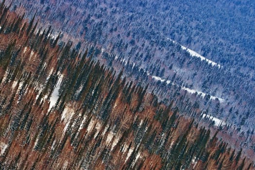 Aerial view on the siberian forest in winter