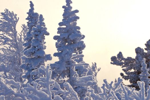 Tree branches in the snow in siberia