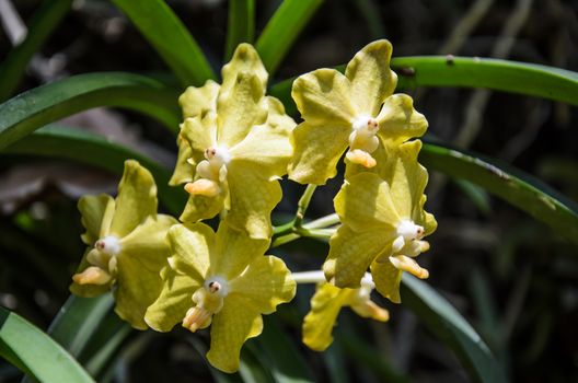 Beautiful yellow orchids Close up