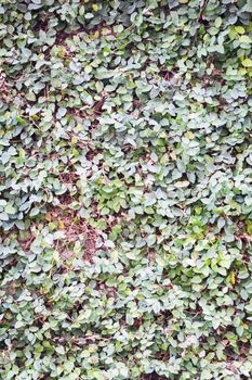 Green leaves climbing on the wall, stock photo