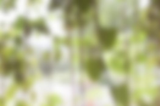 Green blur abstract background from hanging plant, stock photo