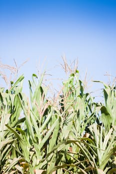 Green field of corn growing up, stock photo