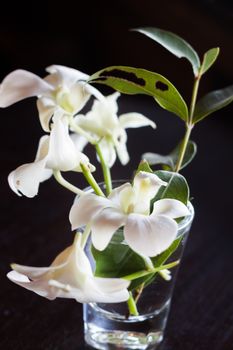 White flower on black background, stock photo