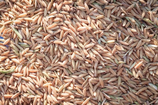 Close up paddy rice background in sunset, stock photo