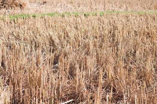 Harvested rice in rice field in Thailand, stock photo