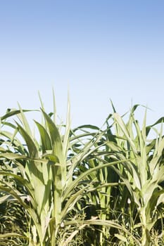 Green field of corn growing up, stock photo