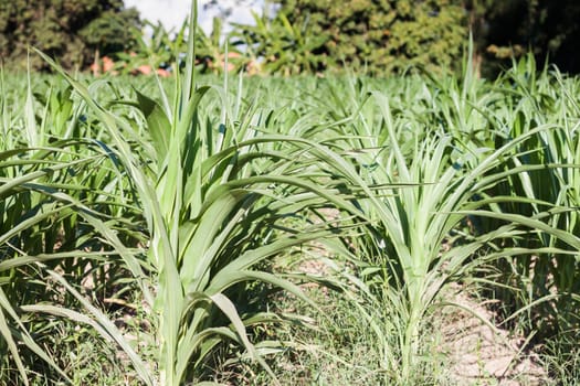 Green field of corn growing up, stock photo