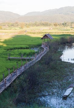Green rice field in Chiang rai, Thailand, stock photo
