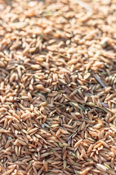 Close up paddy rice background in sunset, stock photo