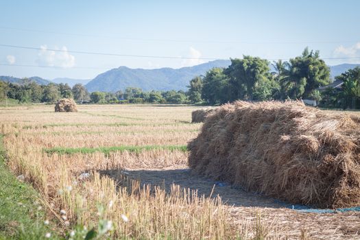 Harvested rice in rice field in Thailand, stock photo
