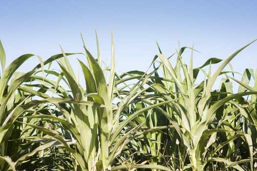 Green field of corn growing up, stock photo