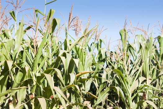 Green field of corn growing up, stock photo