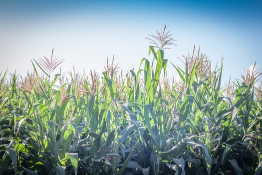 Green field of corn growing up, stock photo