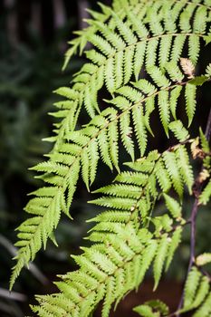 Close-up fern leaf in garden, stock photo