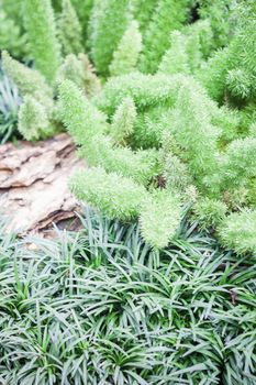 Green plant decorated in home garden, stock photo