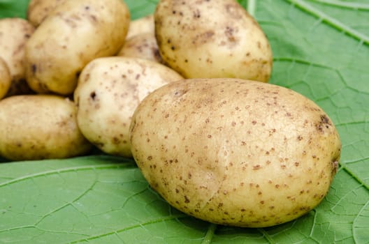 Potato crop large tubers for salad leaf closeup